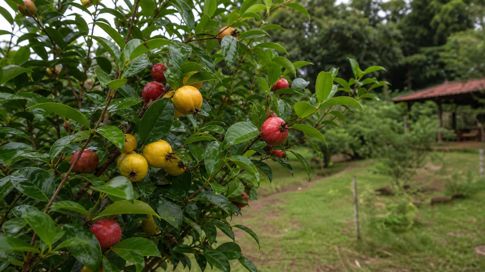 Araçazeiro com pequenos frutos amarelos e vermelhos no pomar, em imagem editorial conceitual